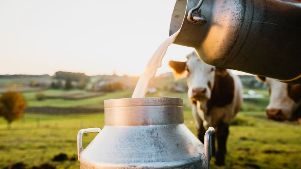 Il costo del latte sta crescendo: ecco il motivo e le conseguenze | Agrodolce
