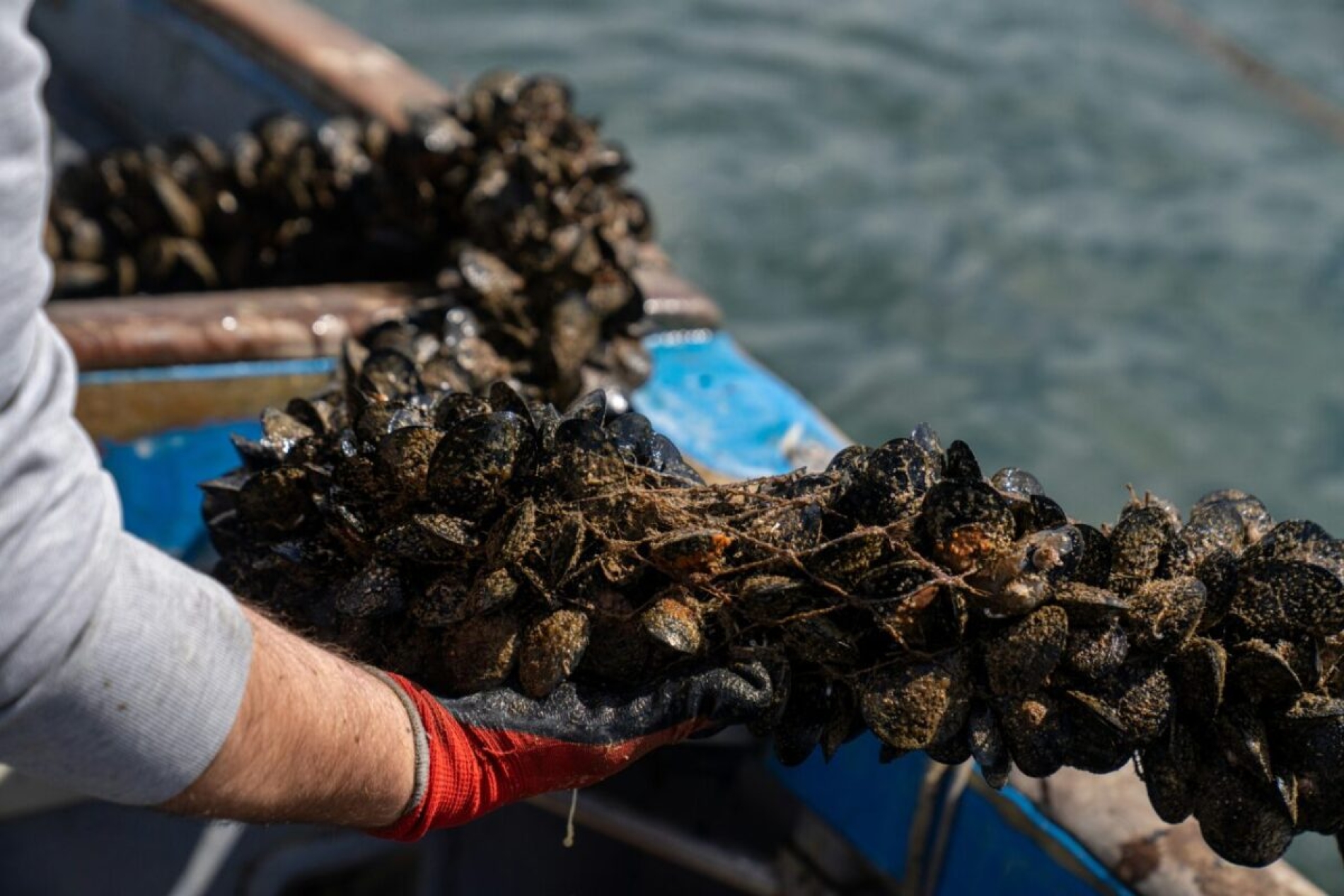 cozze